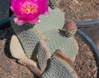 Beavertail Cactus, Opuntia basilaris