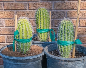 Stenocereus thurberi, Organ Pipe Cactus