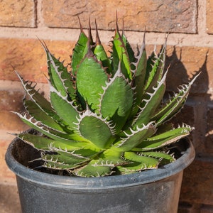 Agave Pumila - Etsy