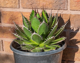 Agave horrida, Agave Gilbeyi, Exotic Succulent, Rare