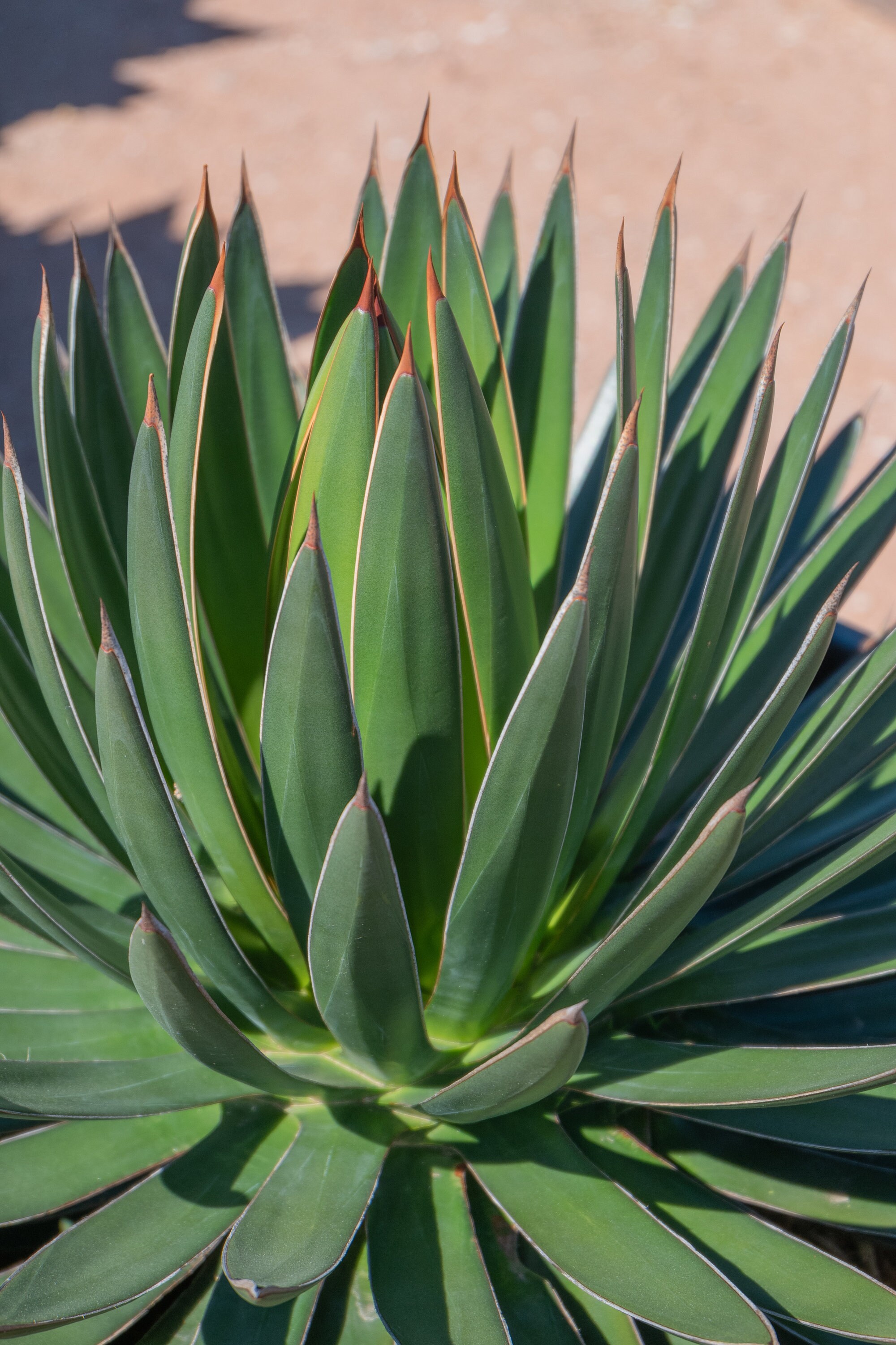 Agave Ocahui, Ocahui Century Plant, Desert Plant, Succulent
