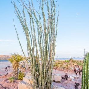 25 Seeds – Fouquieria Splendens (Ocotillo / Candlewood) – Rare Succulent Seeds From Madagascar