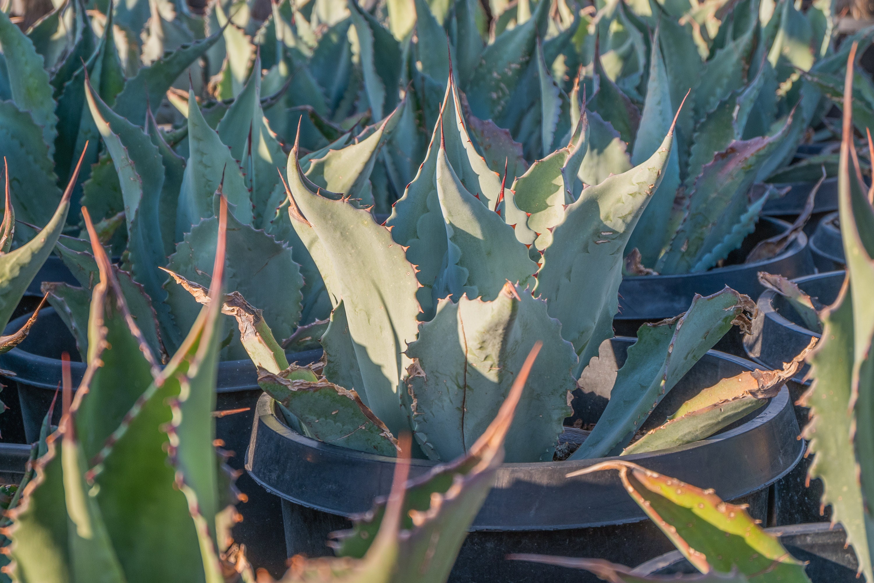 Agave Scabra, Rough Leaved Succulent, Live Plant - Etsy