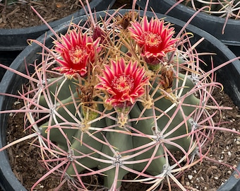 Ferocactus emoryi v. covillei, Coville's Barrel Cactus