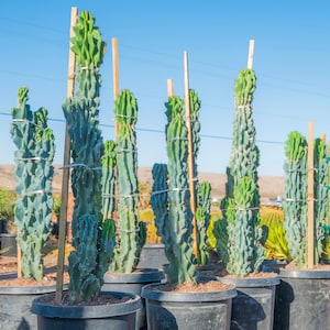 36-48” Peruvian Apple Monstrose, Cereus peruvianus monstrose, 15 Gallon