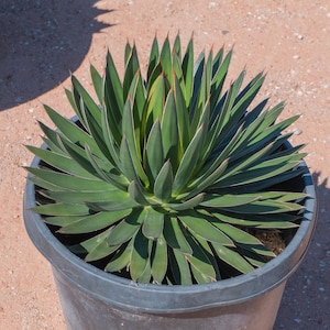 Agave ocahui, Ocahui Century Plant, Desert Plant, Succulent
