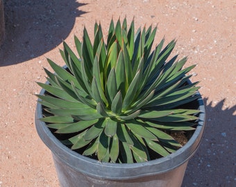 Agave ocahui, Ocahui Century Plant