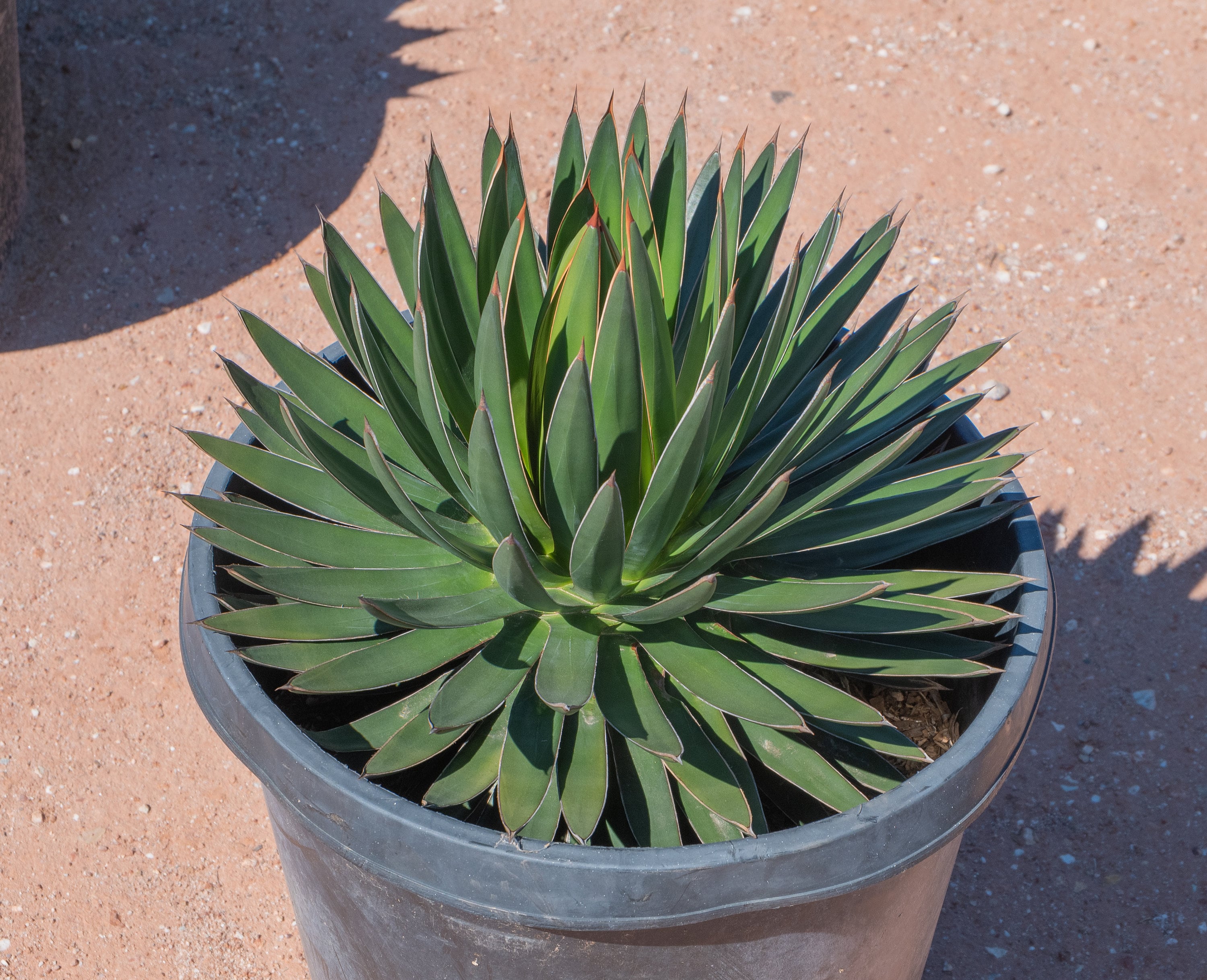 Agave Oteroi - Etsy Agave Oteroi - Etsy