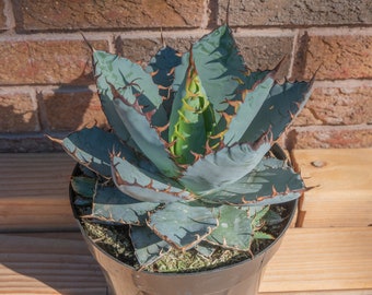 Black & Blue Agave - Etsy