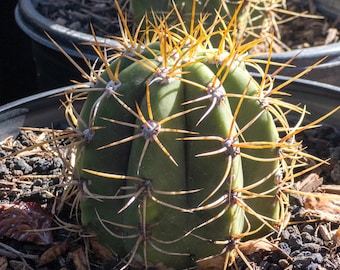 Argentine Saguaro, Trichocereus terscheckii, Echinopsis, Rooted