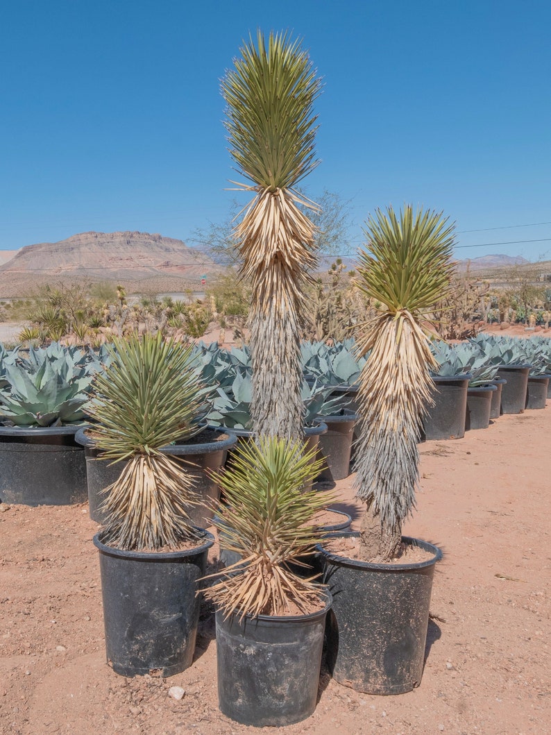 Joshua tree yucca plant