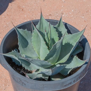 Ovatifolia 