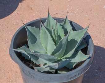 Agave ovatifolia, Whale's Tongue Agave, Desert Plant, Succulent