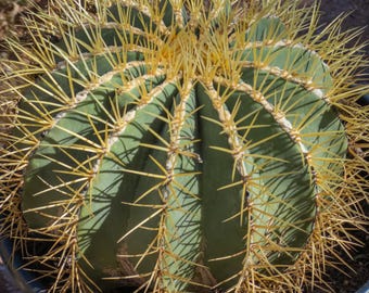 Ferocactus glaucescens, Blue Barrel Cactus, Glaucous Barrel, Plant Rooted