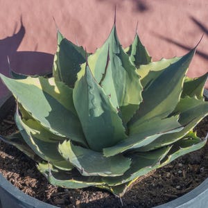 Agave Ovatifolia Orca - Etsy