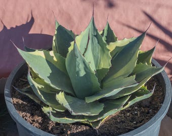 Variegated Ovatifolia 