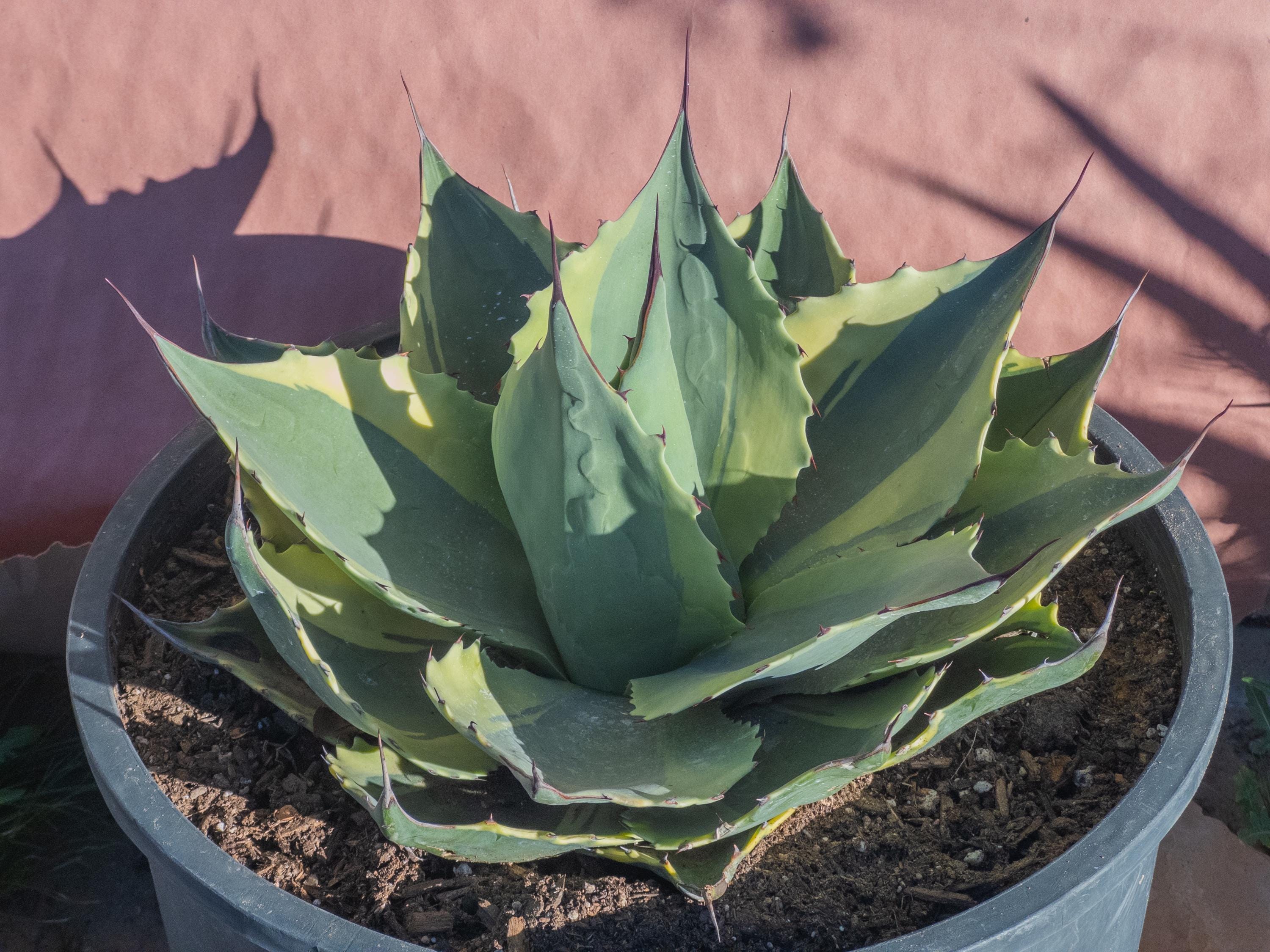 Agave Ovatifolia Orca - Etsy