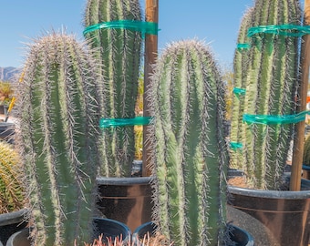 Saguaro Cactus, Carnegiea gigantea, Rooted