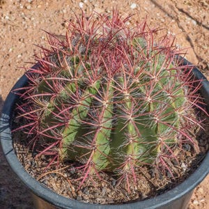 Mexican Lime Cactus - Etsy
