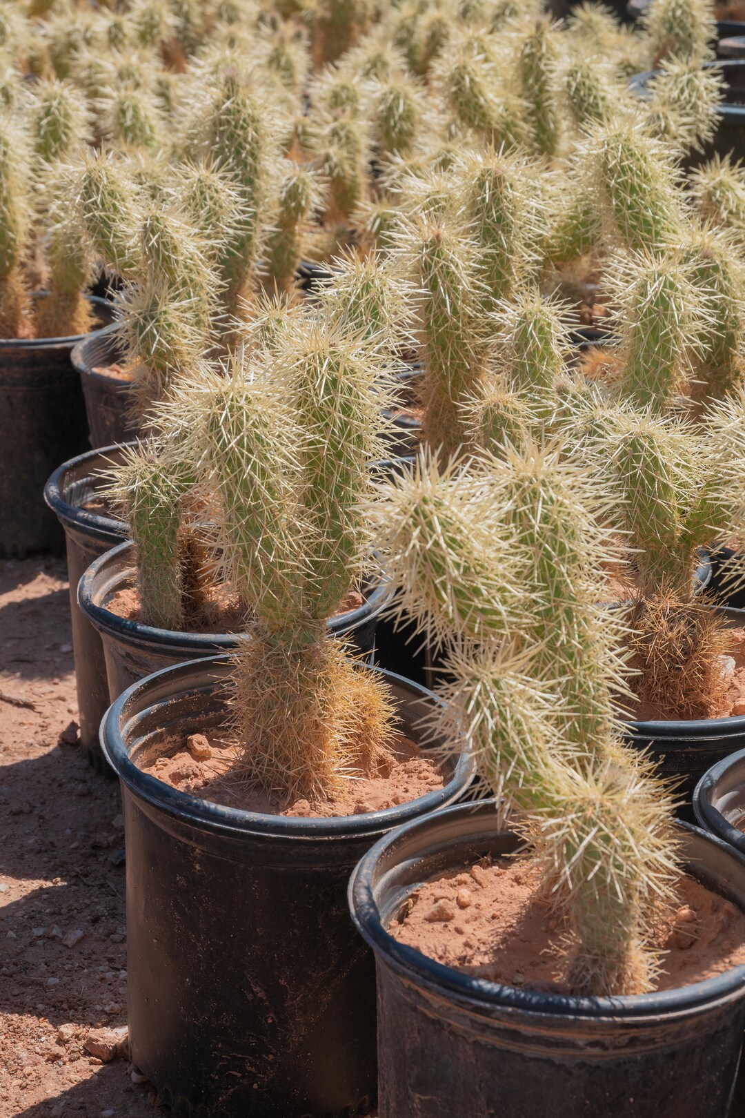 dekoleuchte kaktus Stehlampe Sucu Cactus Fltotto 1980er  LOFT43