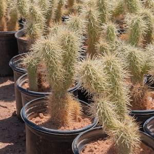 May include: A collection of potted cacti, each with segmented stems and covered in sharp, light-colored spines. The cacti are planted in dark, round pots filled with reddish-brown soil, arranged in rows under natural light.