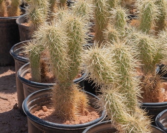 Teddy Bear Cholla Cactus, Cylindropuntia bigelovii, Plant Rooted