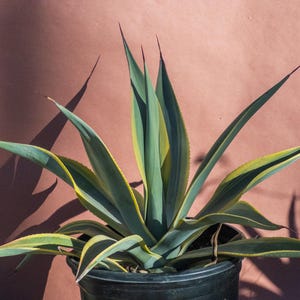 Agave Ovatifolia Orca - Etsy