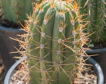 Argentine Saguaro, Trichocereus terscheckii, Echinopsis, Rooted