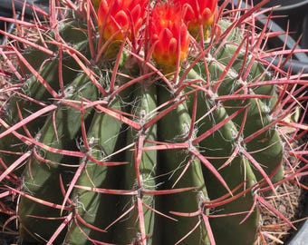 Ferocactus pringlei, Red Baja Barrel Cactus
