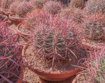 Ferocactus cylindraceus v. lecontei Red Fire Barrel Cactus