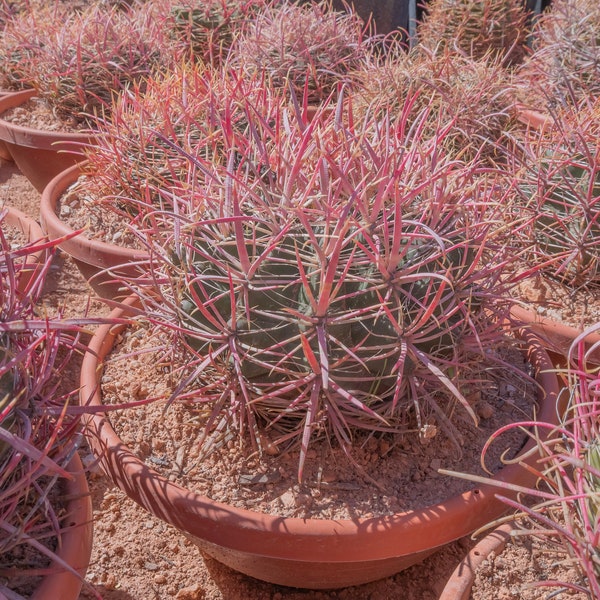 Ferocactus cylindraceus v. lecontei Red Fire Barrel Cactus