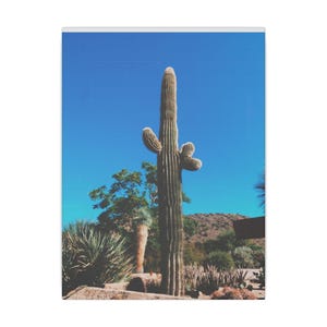 Cactus in Scottsdale, Arizona - Matte Canvas, Stretched, 0.75&quot;