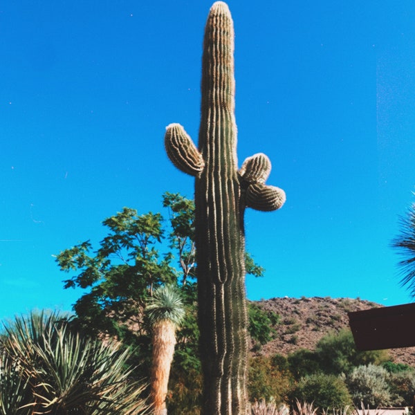 Scottsdale Cactus Art