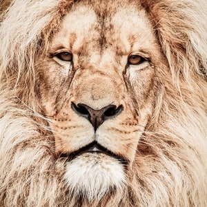 Lion Head Portrait Digital Print Poster, Lion Wall Art Nursery, Lion Photo for Nursery, Lion Artwork Home Wall Decor, Lion Face Photography