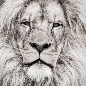 Zwart-witte Lion Head Poster, Lion Nursery Decor, Lion Photo voor kwekerij, Lion Artwork Home Wall Decor, BW Lion Face Photography