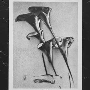 Man Ray &quot;Flowers, 1931&quot; Monochrome Fine Art Print Vintage Photographic Art Edition On the back, copyright and description of the work.