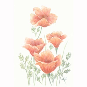 California Poppy Flower Art Print From Watercolor Painting Floral Wall Art Poppy Print by MikashArt