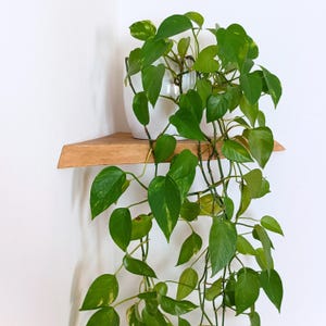 Könnte beinhalten: Ein Eckregal aus Holz mit einer Topfpflanze mit grün-bunten Blättern, die über den Rand hängt. Die Pflanze steht in einem weißen Keramiktopf.