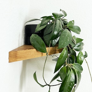 Puede incluir: Una planta de Hoya con hojas verdes oscuras y motas blancas cae en cascada sobre una estantería de madera. La planta está en una maceta negra sobre una estantería triangular de madera clara, montada en una pared blanca. La estantería es de madera natural.