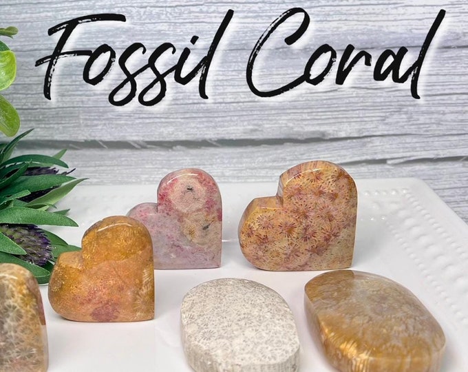Fossil Coral Heart, Fossil Coral Palm Stone, Coral Fossil, Agatized Coral