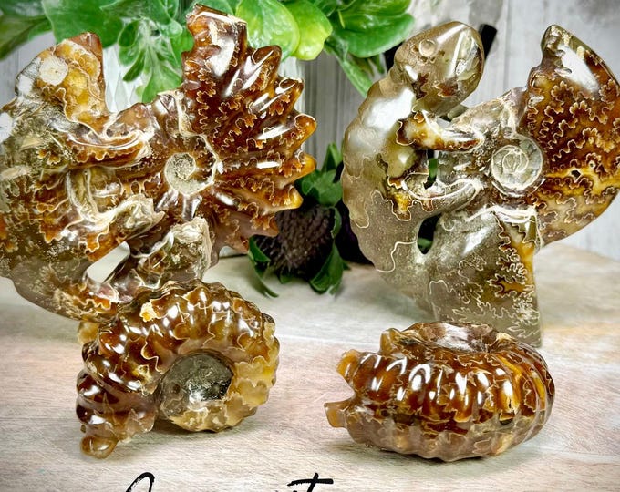 Ammonite Fossil, Ammonite Lizard Carving, Ammonite Fossil Specimen, Ammonite Fossil Carving (SET#3)