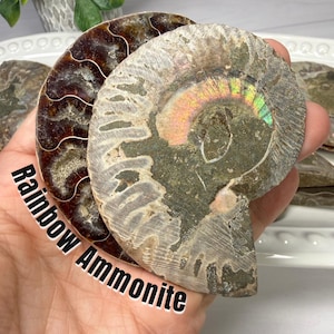 May include: Two fossilized ammonite specimens featuring spiral shell structures. One specimen displays a deep brown, polished surface with visible chambers, while the other shows a textured, grey exterior with an iridescent rainbow sheen.