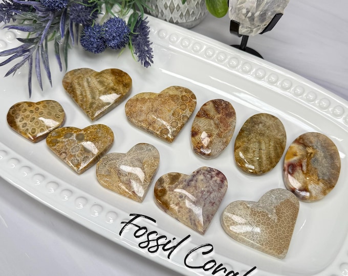 Fossil Coral Palm Stone or Heart, Agatized Coral (LLFC2)