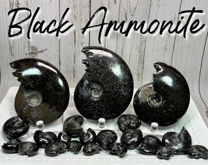 Black Ammonite Fossil, Jet Ammonite Fossil Specimen, Ammonite Fossil (SET#3)