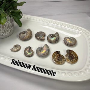 May include: A collection of nine fossilized ammonite specimens with iridescent rainbow surfaces, arranged on a white oval tray. The text Rainbow Ammonite is printed in black on the tray surface near the fossils, which display spiral patterns.