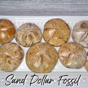 Fossilized Sand Dollar from Madagascar, Sand Dollar Fossil, Sea Urchin Fossil