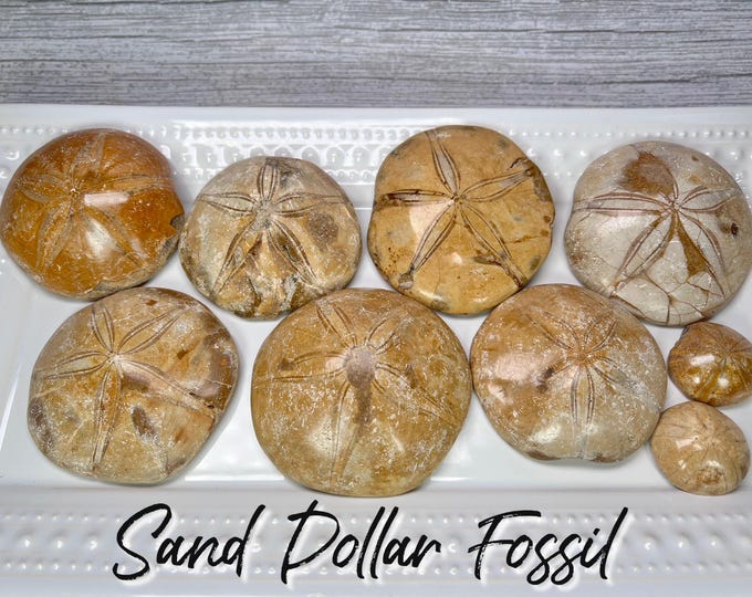 Fossilized Sand Dollar from Madagascar, Sand Dollar Fossil, Sea Urchin Fossil