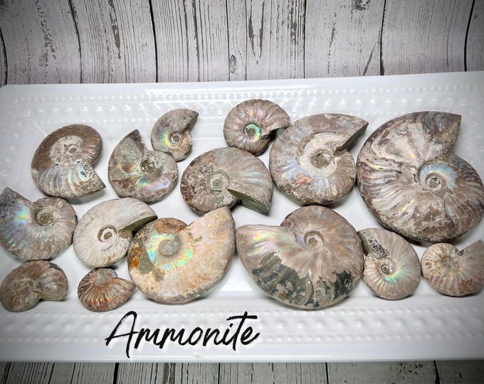 Iridescent Ammonite Fossil, Opalized Ammonite Fossil Specimen, Silver Rainbow Sheen Ammonite Fossil (SET#2)