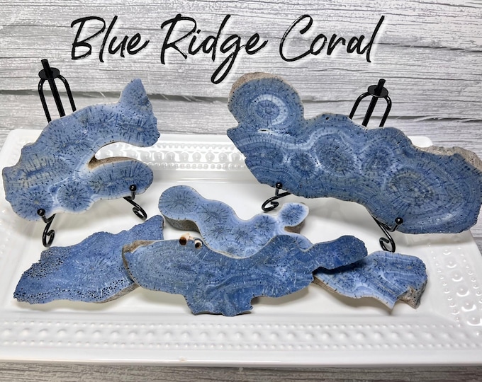Blue Ridge Coral Slab, Coral Slab, Heliopora Coerulea, Natural Blue Coral, FREE SLAB STAND!