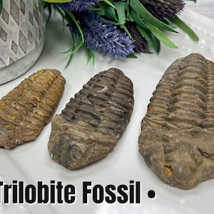 Trilobite Fossil, Natural Trilobite Fossil Specimen